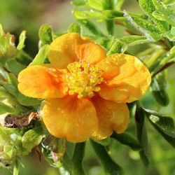 Potentilla, Orange